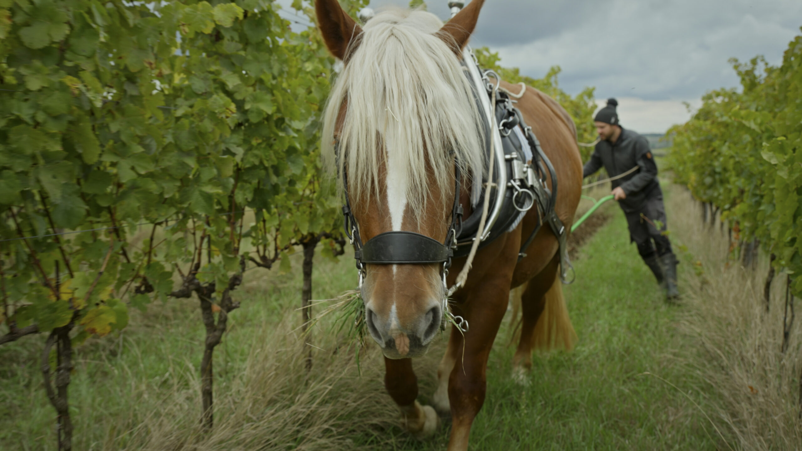 Michael Gindl des Naturweinguts Gindl bei der Weinlese während ServusTVs "Heimatleuchten - Stille Wasser" in Hohenruppersdorf, Niederösterreich, Österreich am 3. Oktober 2024