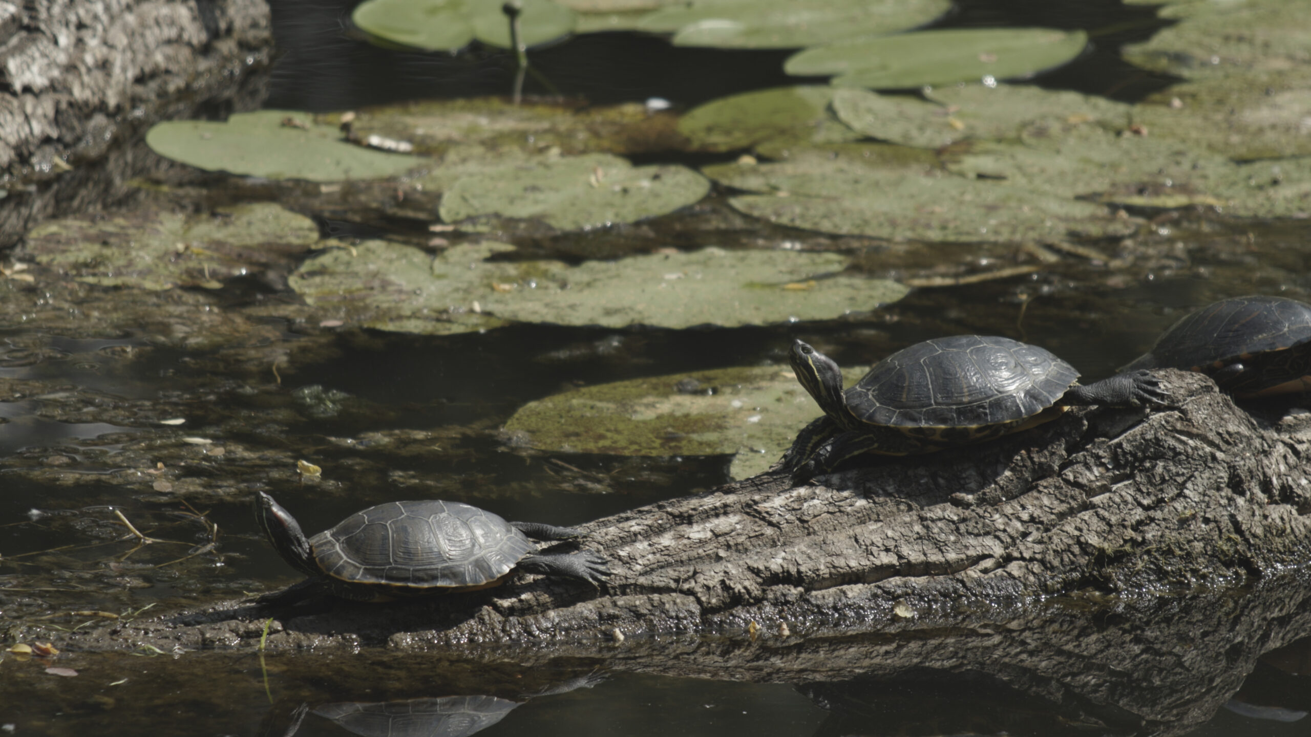 SEENLAND_WIEN_PF_13_Schildkröten in den Donauauen